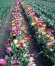 Florecer� ...